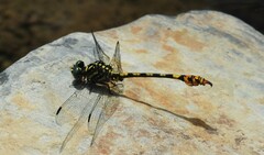 Paragomphus tachyerges