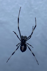 Latrodectus hasselti