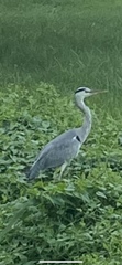 Ardea cinerea jouyi