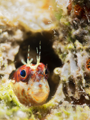 Mimoblennius cirrosus