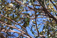 Parvipsitta porphyrocephala