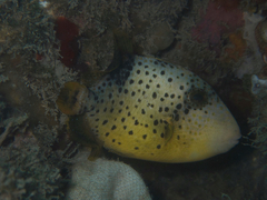 Pseudobalistes flavimarginatus