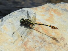 Paragomphus tachyerges