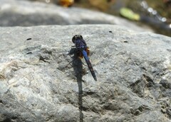 Trithemis festiva