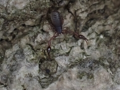 Cheliferoidea