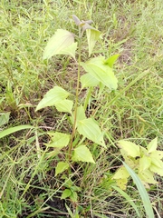 Chromolaena odorata