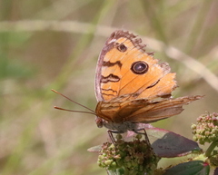 Junonia almana