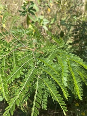 Gleditsia triacanthos