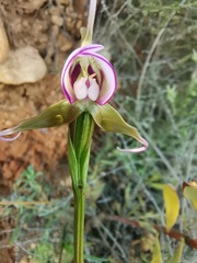 Disperis capensis capensis