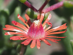 Mestoklema tuberosum