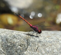 Trithemis lilacina