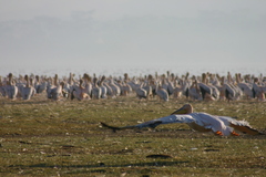 Pelecanus onocrotalus