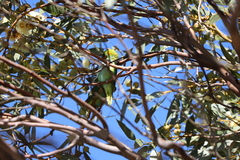 Parvipsitta porphyrocephala