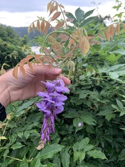 Wisteria