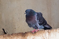 Columba livia domestica