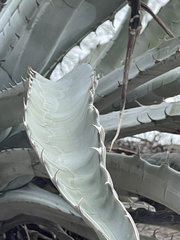 Agave sobria