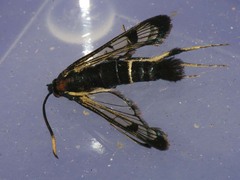 Synanthedon scoliaeformis