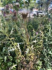 Cirsium