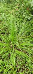 Carex debilis