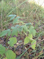 Rubus idaeus