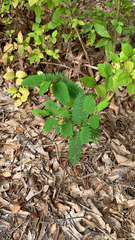 Chamaecrista nictitans