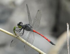 Agrionoptera insignis