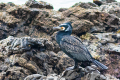 Phalacrocorax carbo