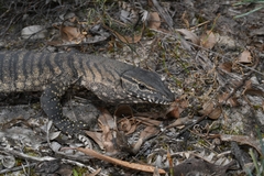 Varanus rosenbergi