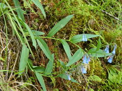 Mertensia oblongifolia