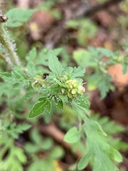 Bidens bipinnata