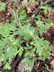 Bidens bipinnata