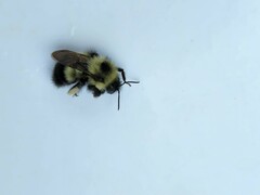 Bombus vagans