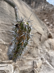 Stenocereus gummosus