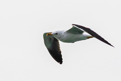 Larus fuscus