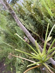 Sphenarium purpurascens