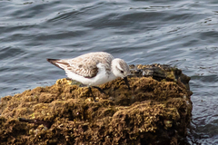 Calidris alba