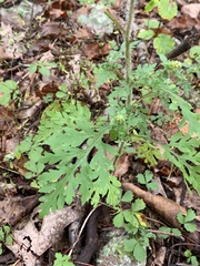 Bidens bipinnata