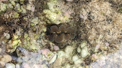 Tridacna crocea