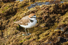 Charadrius alexandrinus