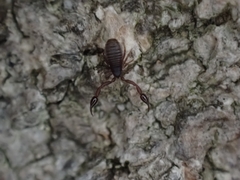 Cheliferoidea