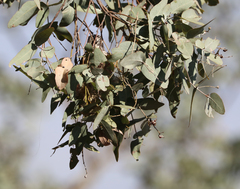 Plectorhyncha lanceolata