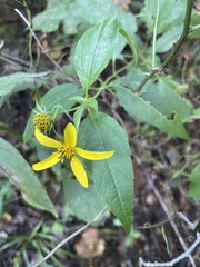 Helianthus decapetalus