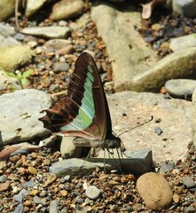 Graphium jugans
