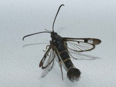 Synanthedon tipuliformis