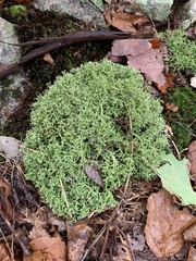 Cladonia furcata