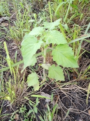 Mesosphaerum suaveolens