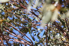 Parvipsitta porphyrocephala