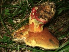 Rubroboletus satanas