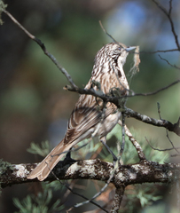 Plectorhyncha lanceolata