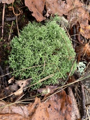 Cladonia furcata